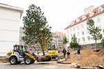 Bildbeschreibung: Gelber Radlader transportiert einen großen Baum an einer Baustelle mit Personen und Gebäuden.